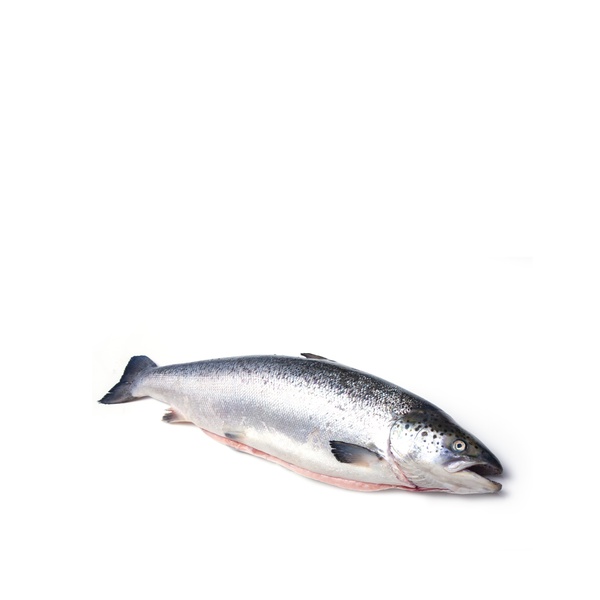 Norwegian whole salmon